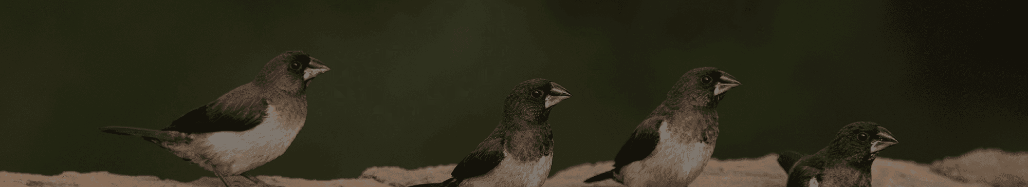 Mindfulness therapy background