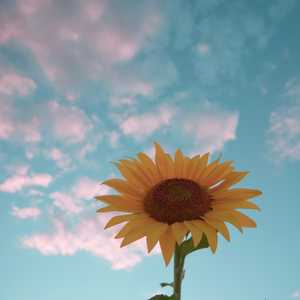 How a Gratitude Mindset Can Build Inner Peace Despite Anxiety