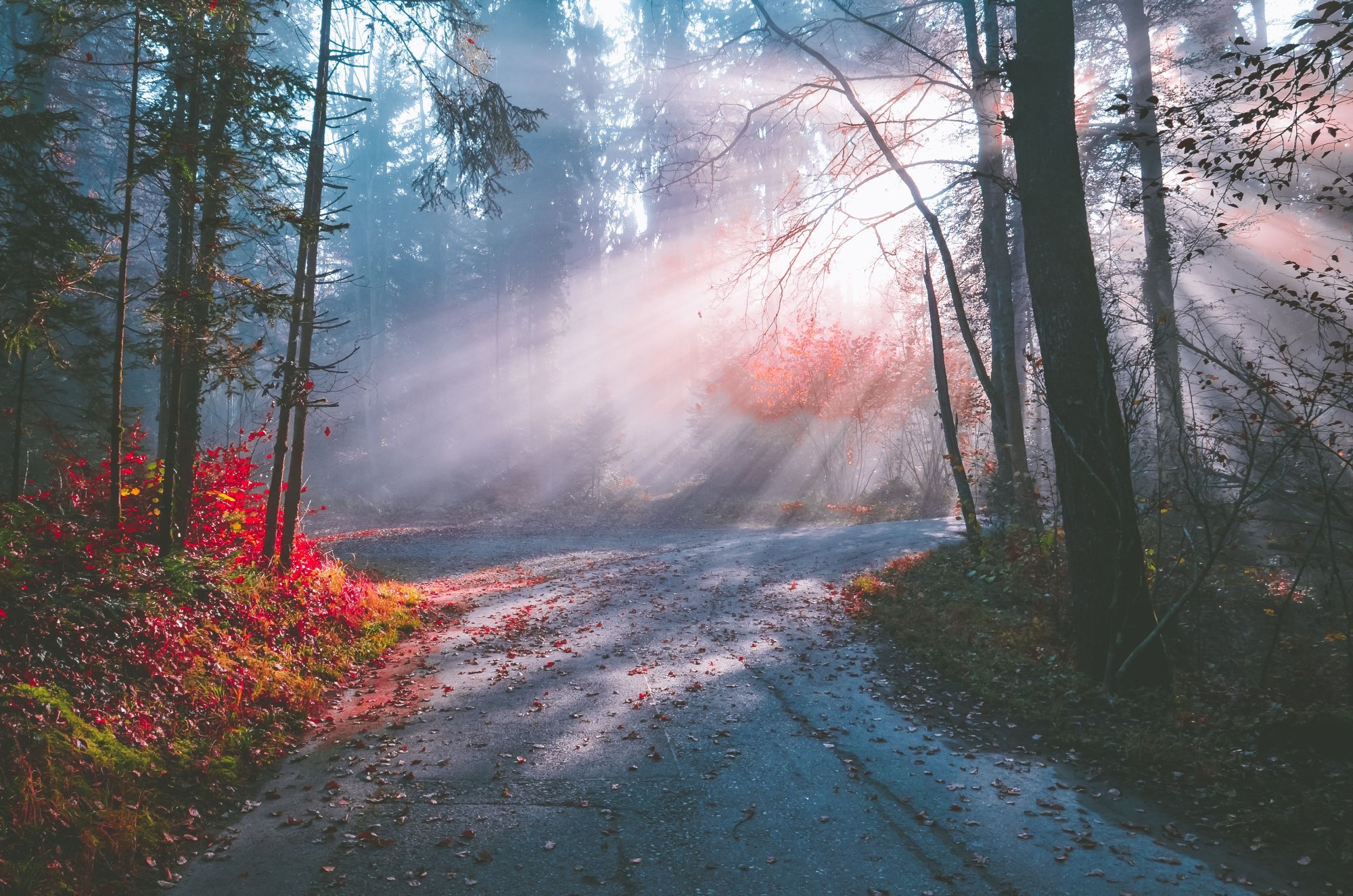 OCD & Anxiety Therapy